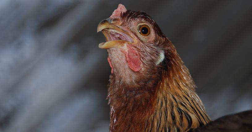 Panting chicken, heat stress